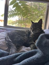 Found/Stray Male Cat last seen W 2nd Ave and N Cedar St, Chico, CA 95926