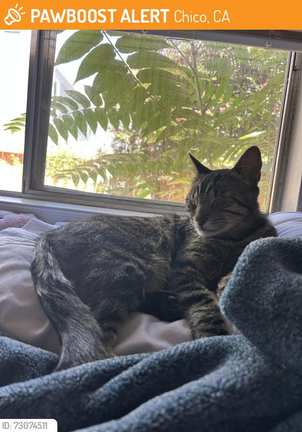 Found/Stray Male Cat last seen W 2nd Ave and N Cedar St, Chico, CA 95926