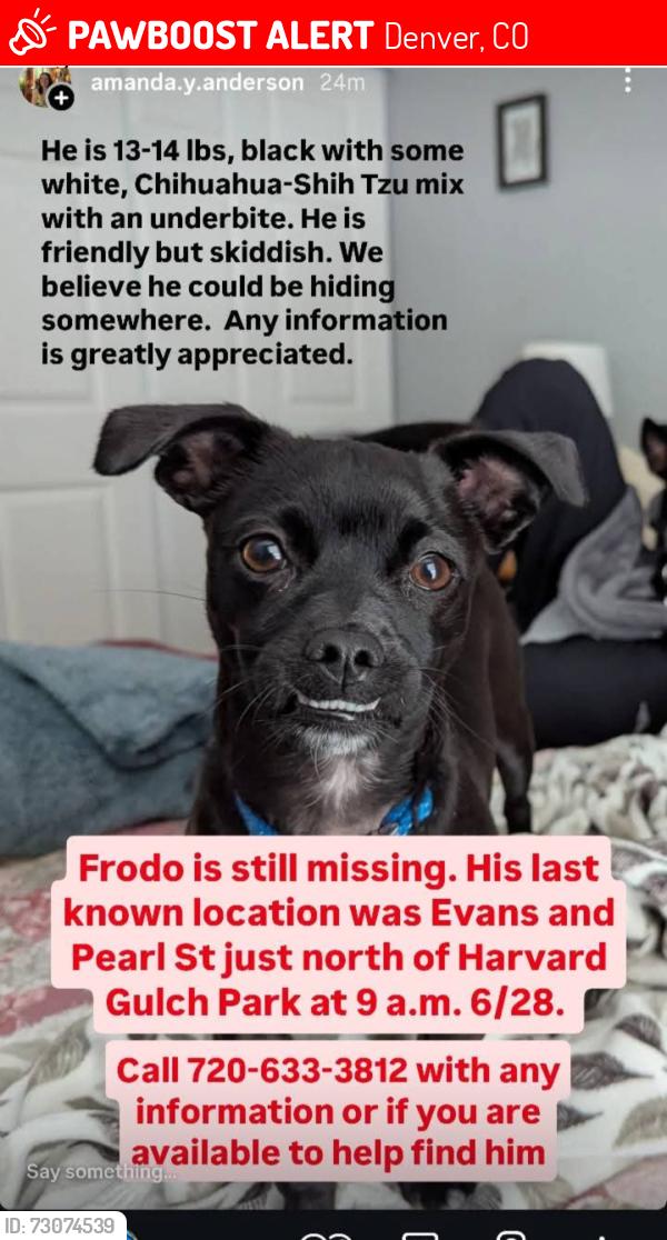 Lost Male Dog last seen Evans and Pearl Street , Denver, CO 80210