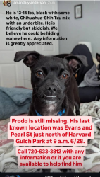 Lost Male Dog last seen Evans and Pearl Street , Denver, CO 80210