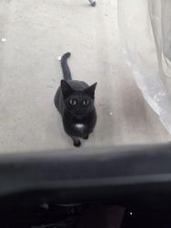 Reunited Female Cat last seen Townhouse neighborhood , Annandale, VA 22003