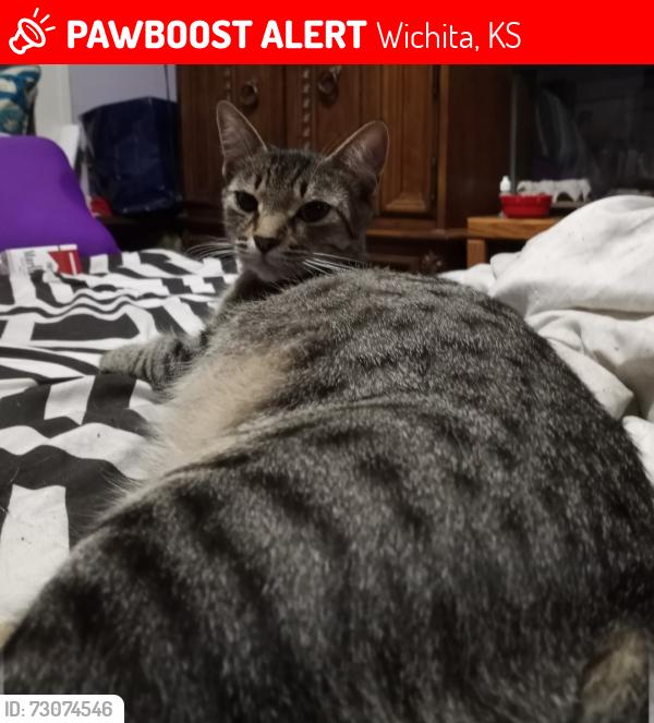 Lost Female Cat last seen Clark and Water, Wichita, KS 67213