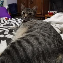 Lost Female Cat last seen Clark and Water, Wichita, KS 67213