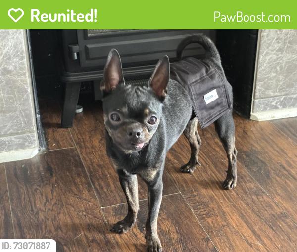 Reunited Male Dog last seen Opal Way and Sylvania Ave, Mount Oliver, PA 15210