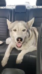 Found/Stray Male Dog last seen Vale terrace Dr vista CA, Vista, CA 92084