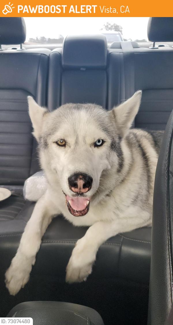 Found/Stray Male Dog last seen Vale terrace Dr vista CA, Vista, CA 92084