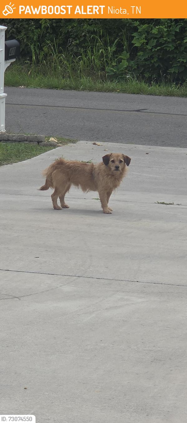 Found/Stray Unknown Dog last seen Intersection of County Road 260 and 264, Niota, TN 37826