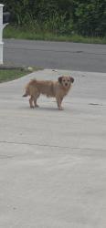 Found/Stray Unknown Dog last seen Intersection of County Road 260 and 264, Niota, TN 37826