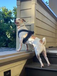 Reunited Male Dog last seen Bella Vista Avenue and 11th Avenue, Oakland, CA 94610