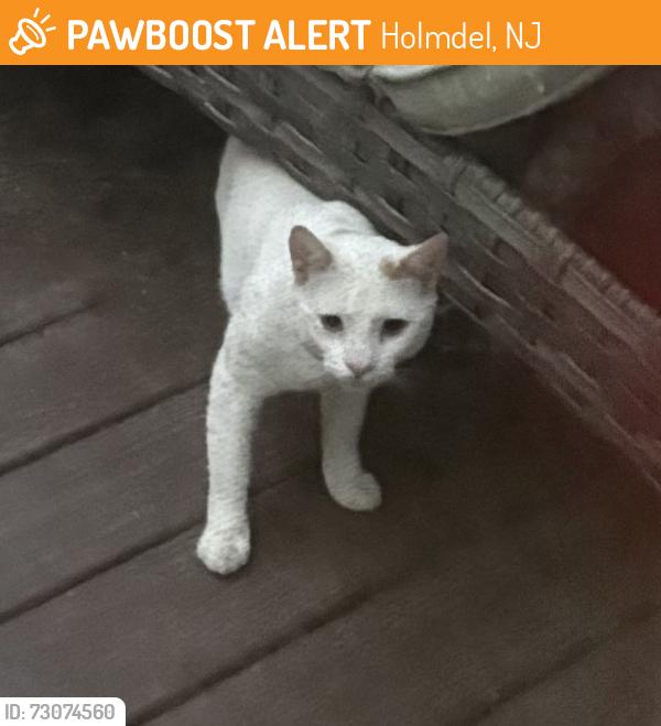 Found/Stray Unknown Cat last seen HYLAN AND ALPINE THE ORCHARDS AT HOLMDEL NJ, Holmdel, NJ 07733