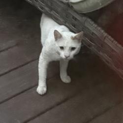 Found/Stray Unknown Cat last seen HYLAN AND ALPINE THE ORCHARDS AT HOLMDEL NJ, Holmdel, NJ 07733