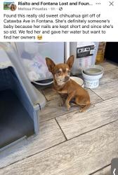 Found/Stray Female Dog last seen Catawba, Fontana, CA 92335