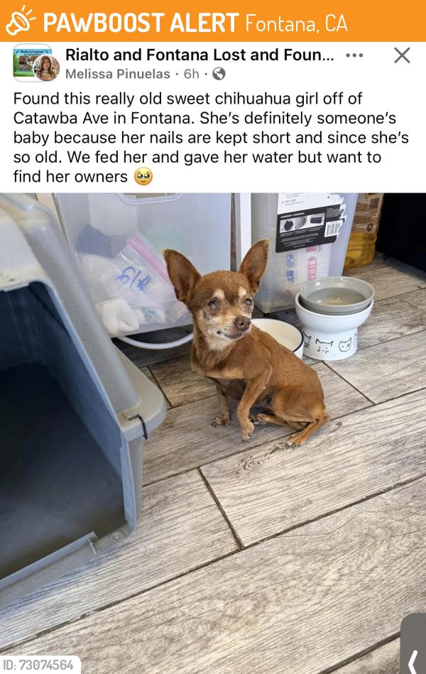 Found/Stray Female Dog last seen Catawba, Fontana, CA 92335