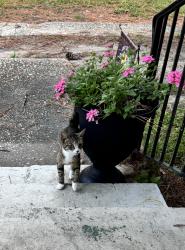 Found/Stray Female Cat last seen W Pope st, Dunn, NC 28334