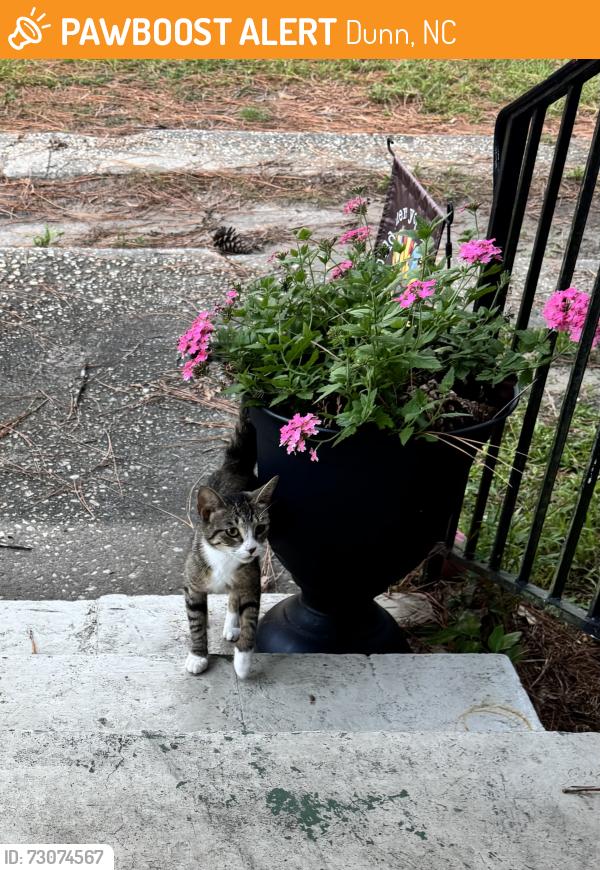 Found/Stray Female Cat last seen W Pope st, Dunn, NC 28334
