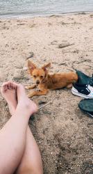 Lost Female Dog last seen 84th & Washington , Thornton, CO 80229