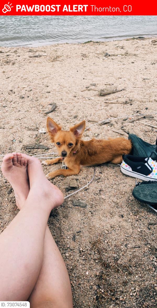 Lost Female Dog last seen 84th & Washington , Thornton, CO 80229