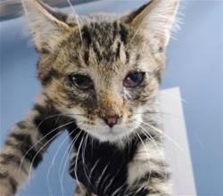 Shelter Stray Male Cat last seen HIGHLAND AND MEDICAL CENTER, 333 Chandler Pl, San Bernardino, CA 92408, USA