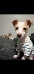 Lost Male Dog last seen Ogden st , Bridgeport, CT 06608