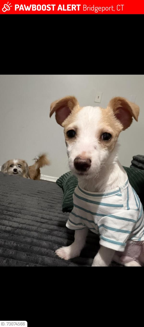 Lost Male Dog last seen Ogden st , Bridgeport, CT 06608