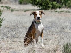 Shelter Stray Male Dog last seen Near BLOCK MUTT NELSON RD COTTON TAIL RD/ MUSCAT DR SANTA FE, NM 87507, 100 Caja Del Rio Rd, Santa Fe, NM 87507, USA