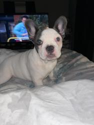Lost Female Dog last seen Old pearsall rd, San Antonio, TX 78242