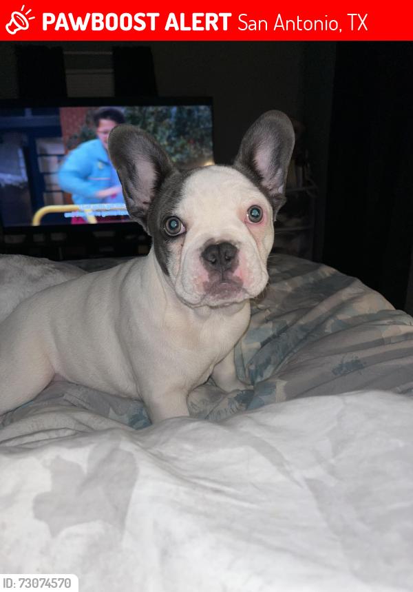 Lost Female Dog last seen Old pearsall rd, San Antonio, TX 78242