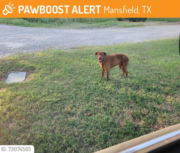 Found/Stray Male Dog last seen County Road 525, Mansfield, TX 76063