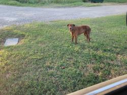 Found/Stray Male Dog last seen County Road 525, Mansfield, TX 76063