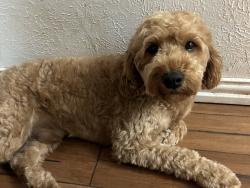 Lost Male Dog last seen Near jungle drive Duncanville Tx, Duncanville, TX 75116