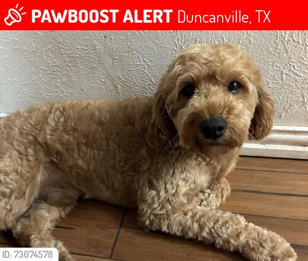 Lost Male Dog last seen Near jungle drive Duncanville Tx, Duncanville, TX 75116