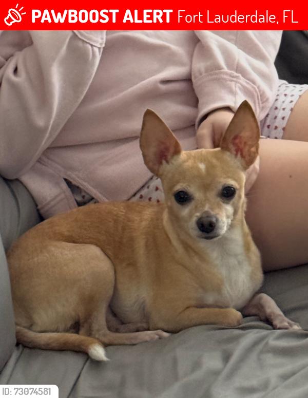 Lost Male Dog last seen Pinecrest Highschool, Fort Lauderdale, FL 33334