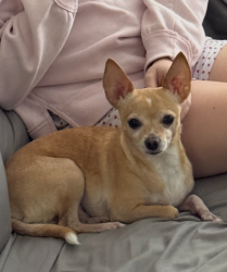Lost Male Dog last seen Pinecrest Highschool, Fort Lauderdale, FL 33334