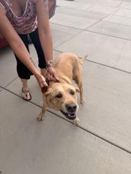 Found/Stray Unknown Dog last seen E. 105th Ave, Adams County, CO 80640