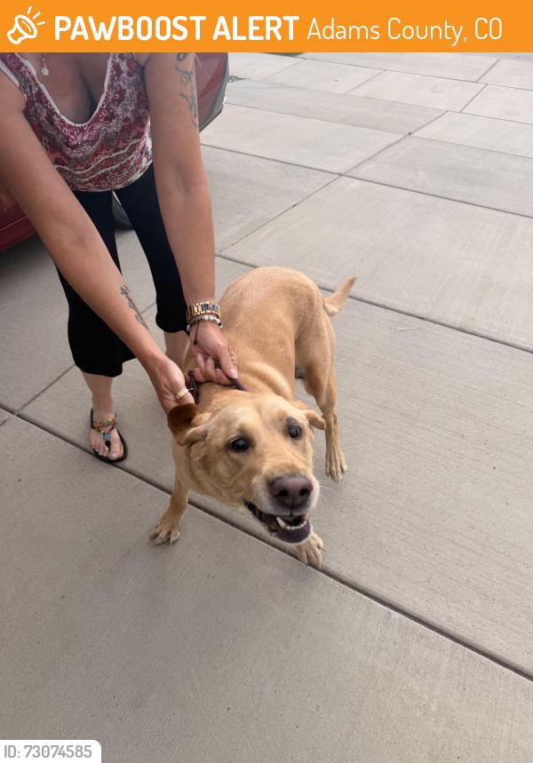 Found/Stray Unknown Dog last seen E. 105th Ave, Adams County, CO 80640