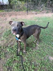 Shelter Stray Female Dog last seen Near Steel Drive Tucker GA 30084, 30084, GA, 3280 Chamblee Dunwoody Rd, Chamblee, GA 30341, USA