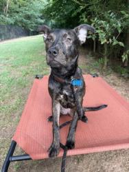 Shelter Stray Female Dog last seen Near Barrington View Stone Mountain, 30087, 30087, GA, 3280 Chamblee Dunwoody Rd, Chamblee, GA 30341, USA