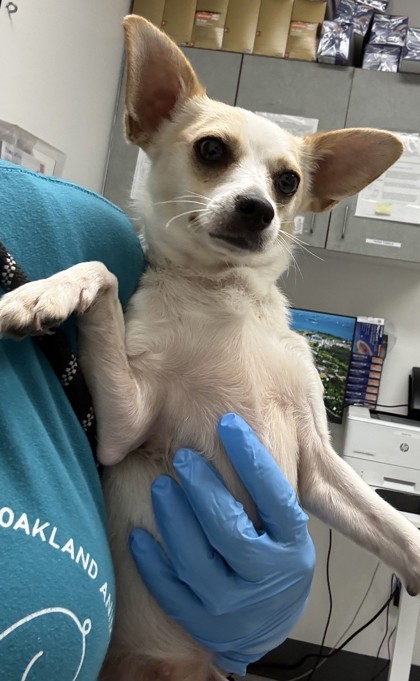 Shelter Stray Female Dog last seen , , CA, 1101 29th Ave, Oakland, CA 94601, USA