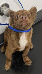 Shelter Stray Male Dog last seen Near 87th Ave, Oakland, CA, 1101 29th Ave, Oakland, CA 94601, USA