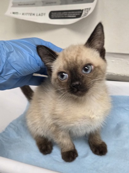Shelter Stray Female Cat last seen Near Apgar St, Oakland, CA, 1101 29th Ave, Oakland, CA 94601, USA