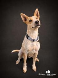 Shelter Stray Female Dog last seen S Brawley Ave & W Madison Ave, Fresno Zone Fresno CO 2 93706, CA, 1510 W Dan Ronquillo Dr, Fresno, CA 93706, USA