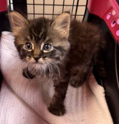 Shelter Stray Male Cat last seen Alpine Ave, La Mesa, CA, 91941, 5500 Gaines St, San Diego, CA 92110, USA