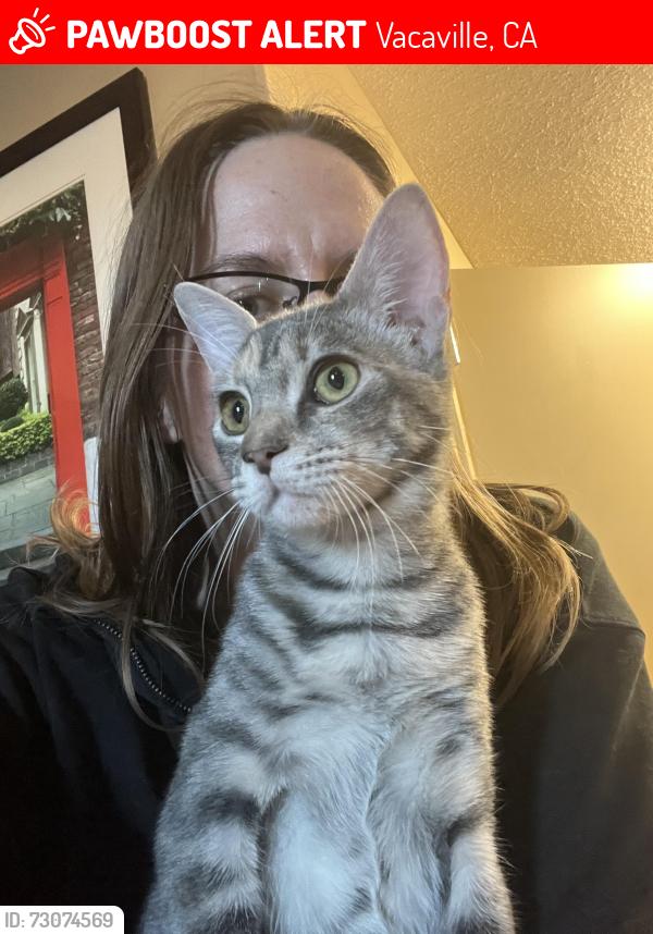 Lost Female Cat last seen Foxboro & Nut Tree Rd, Vacaville, CA 95687