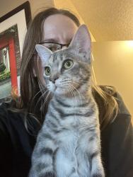Lost Female Cat last seen Foxboro & Nut Tree Rd, Vacaville, CA 95687