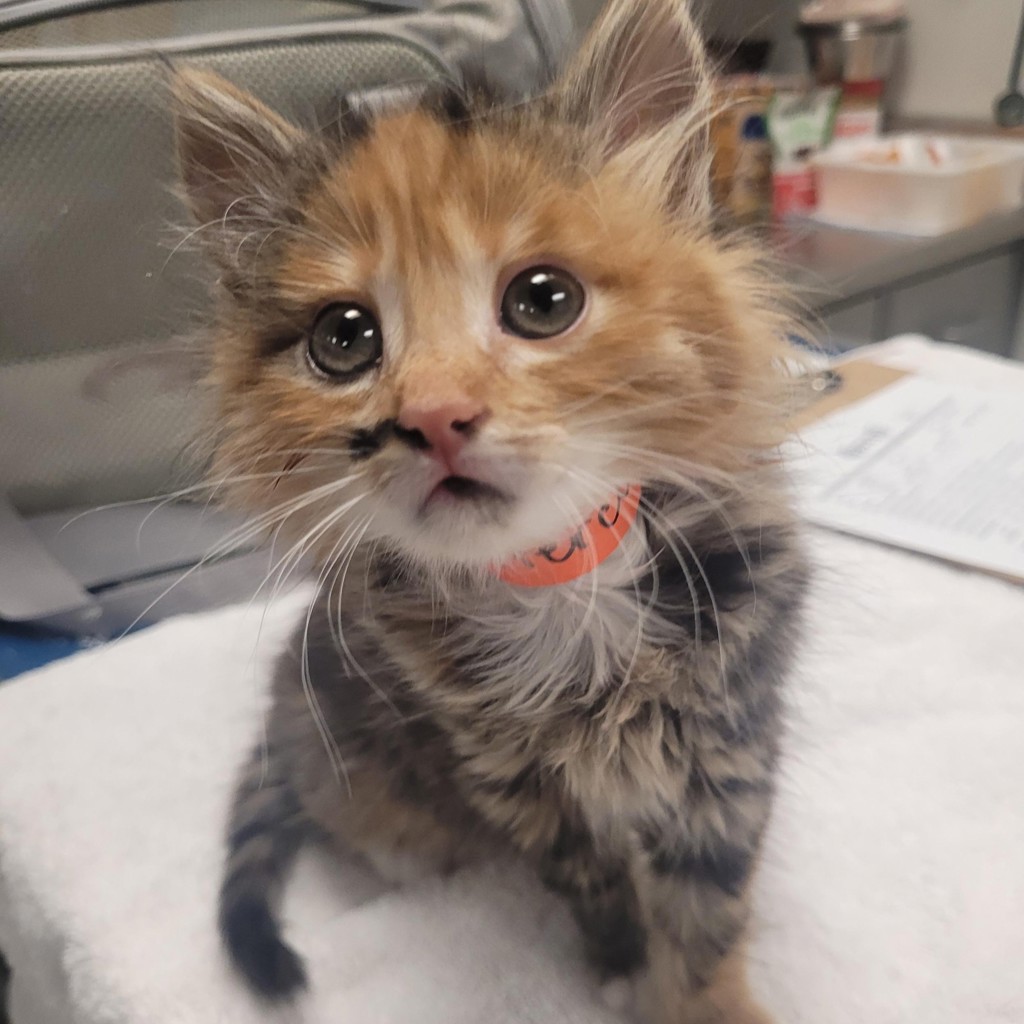 Shelter Stray Female Cat last seen Coliseum Way, OAKLAND, CA, 94621, 8323 Baldwin St, Oakland, CA 94621, USA