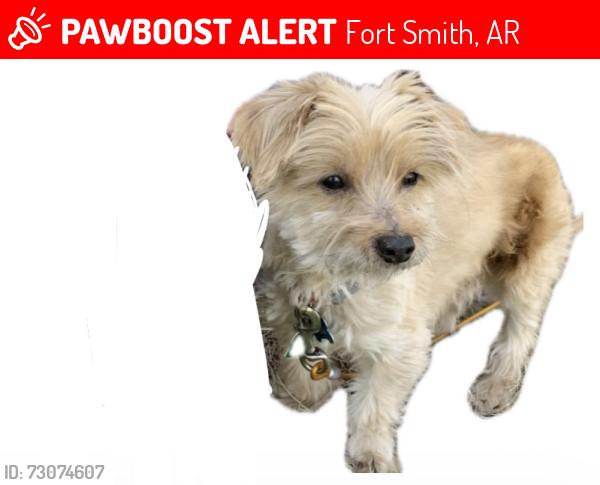 Lost Female Dog last seen Hwy253, Fort Smith, AR 72916