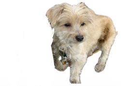 Lost Female Dog last seen Hwy253, Fort Smith, AR 72916