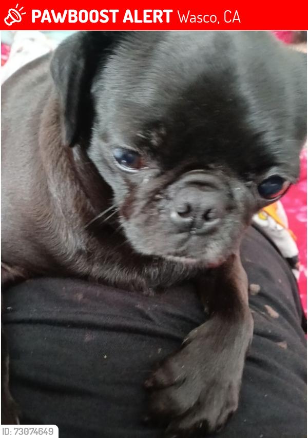 Lost Female Dog last seen 3rd st and 2nd st, Wasco, CA 93280