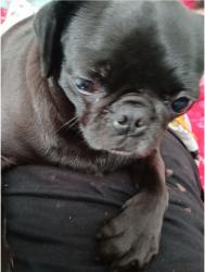 Lost Female Dog last seen 3rd st and 2nd st, Wasco, CA 93280