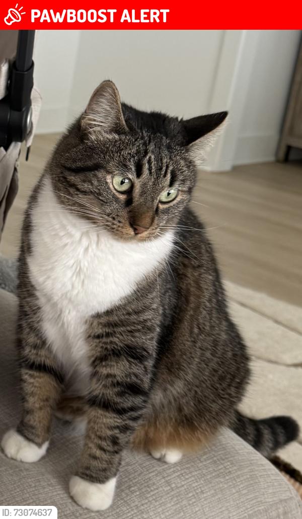 Lost Female Cat last seen Breakfast Point East, Panama City Beach, FL 32407